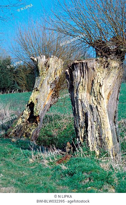 old pollarded willows, Germany, Muensterland