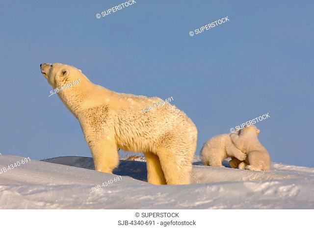 Polar Bear Sow Smells The Sea Air