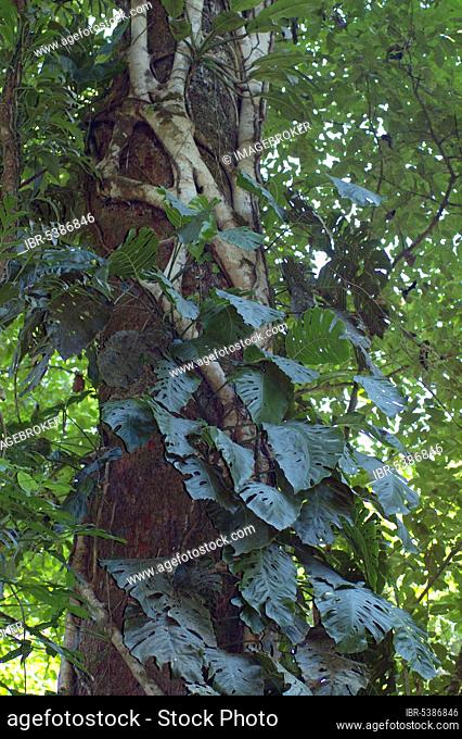 Tree in tropical rainforest, monstera, strangler fig, window leaf, liana, Carara National Park, Costa Rica, Central America
