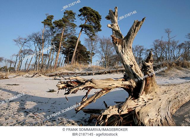 Darsswald forest and dead wood on West Beach, Darss, Bodden Landscape of Vorpommern National Park, Mecklenburg-Western Pomerania, Baltic Sea, Germany, Europe