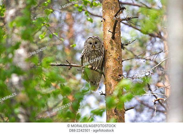 Europe, Finland, Kuhmo area, Kajaani, Ural owl (Strix uralensis), adult female, perched on a tree