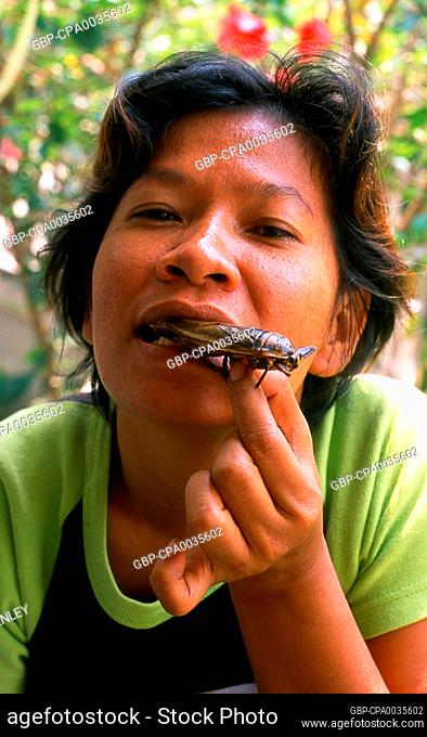 Giant water bugs are eaten deep fried as well as lightly boiled. The essence of the bug can also be used in a variety of chilli based pastes and used as a...