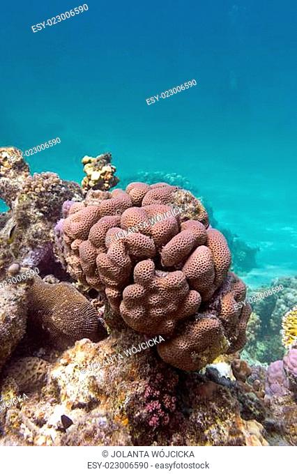 coral reef with brain coral at the bottom of tropical sea on blue water background
