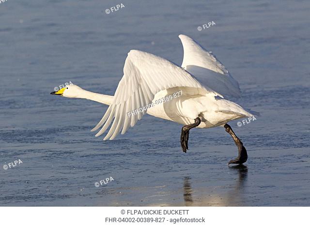Whooper Swan (Cygnus cygnus) adult, running and taking off from ice, Welney W.W.T., Ouse Washes, Norfolk, England, January