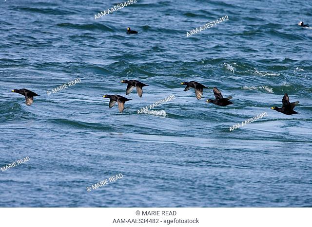 Black Scoters (Melanitta nigra) flock of males in flight, Barnegat Inlet, New Jersey, USA