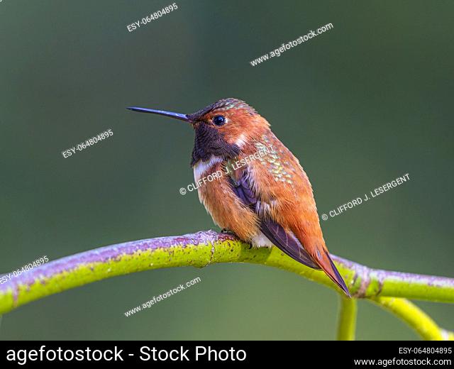 A male Rufous Hummingbird (Selasphorus rufus) perched on a branch