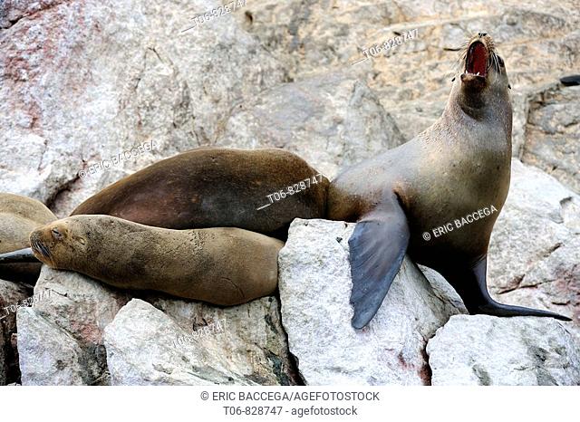 South american sea lion (Otaria flavescens) Isla Ballestas, Ballestas islands, Peru