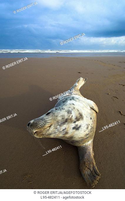 Grey Seal (Halichoerus grypus), pup on beach, Donna Nook National Nature Reserve, England. UK