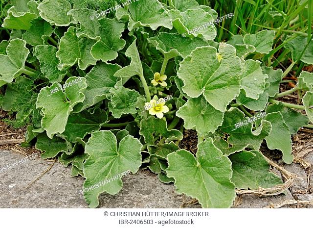 Squirting Cucumber or Exploding Cucumber (Ecballium elaterium), Provence, Southern France, France, Europe