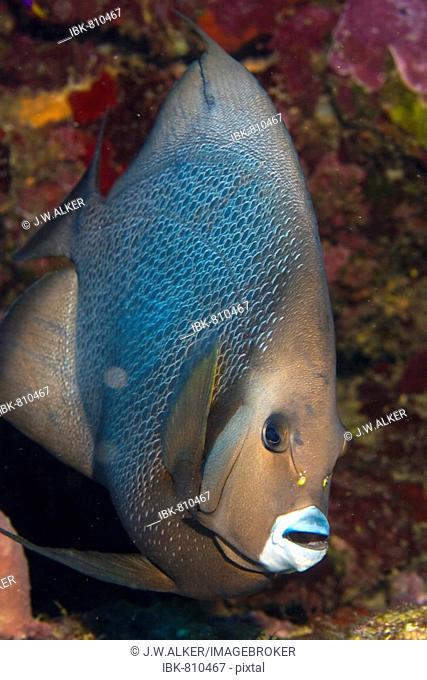 Gray Angelfish (Pomacanthus arcuatus), Honduras, Caribbean