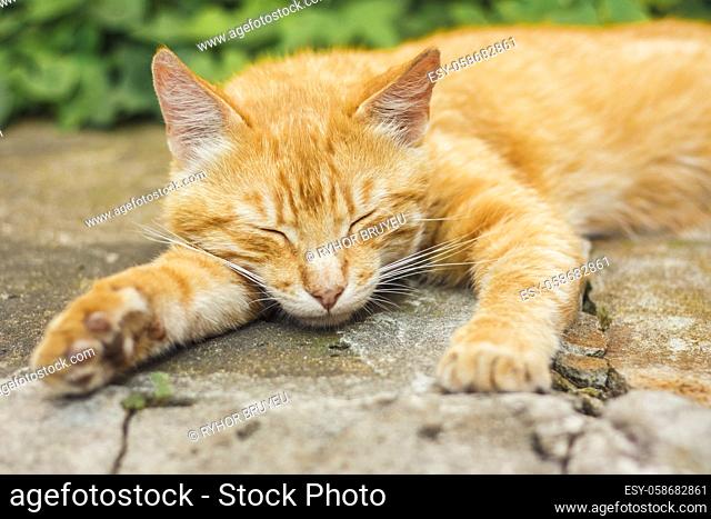 Young Red Cat Kitten Sleeping Outdoor