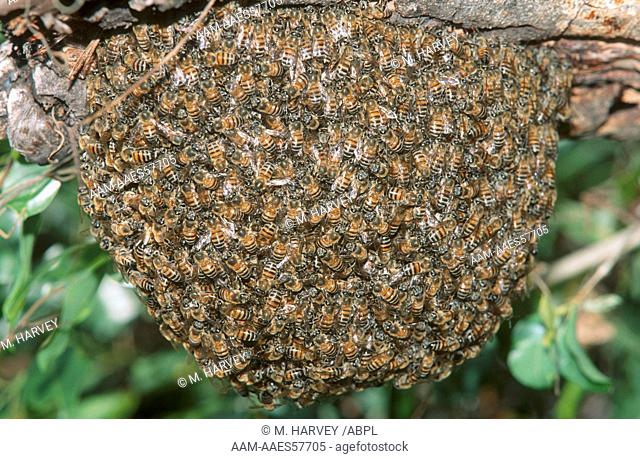 African Honey Bee Swarm, Pretoria, Gauteng, South Africa