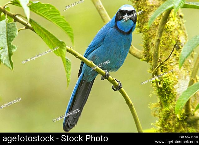 Turquoise Jay, corvids, songbirds, animals, birds, Turquoise Jay (Cyanolyca turcosa) adult, perched on twig in montane rainforest, Andes, Ecuador, South America