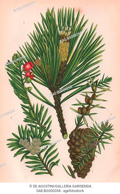 1 Scotch fir (Pinus sylvestris), 2 Juniper (Juniperus communis), 3 Yew (Taxus baccata), chromolithograph, ca cm 14x22, from The Flowering Plants, Grasses