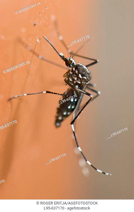 Asian Tiger Mosquito (Aedes albopictus), Spain