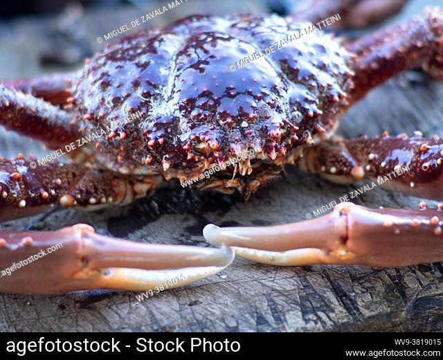 King crab handmade fish, Dominican Republic
