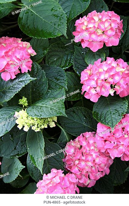 Hydrangea macrophylla with numerous mopheads of pale pink flowers with pale yellow inserts set against the foliage of its own leaves