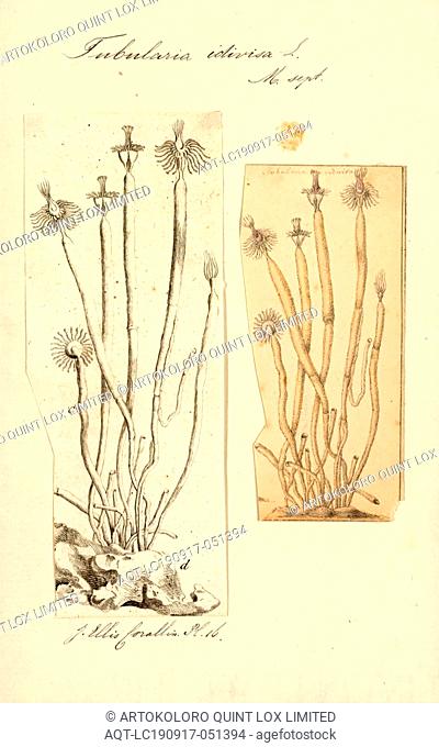 Tubularia indivisa, Print, Tubularia indivisa, or oaten pipes hydroid, is a species of large hydroid native to the northeastern Atlantic Ocean, the North Sea