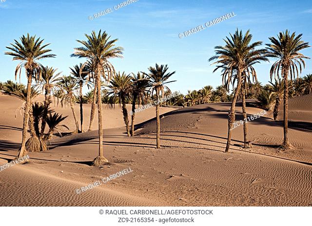 Oasis and palm grove, M'Hamid, Draa Valley, Morocco