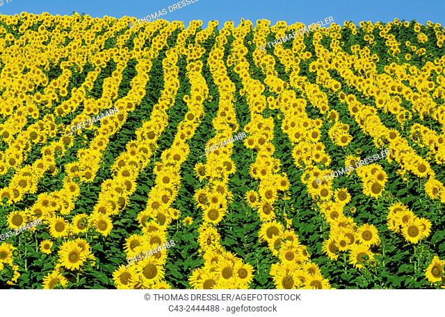 Sunflower (Helianthus annuus) - Cultivations in the Campiña Cordobesa, the fertile rural area south of the town of Cordoba. In June