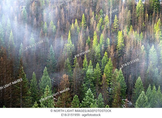 Canada, BC, Rock Creek. Thick British Columbia forest. Mix of Pine and fir trees. Pine trees are dying due to Mountain Pine Beetle infestation