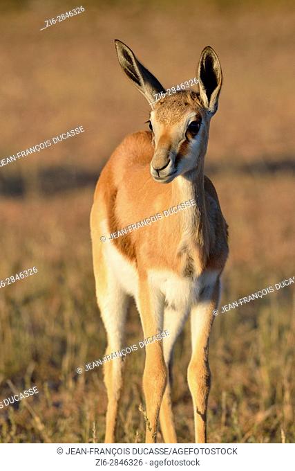 Young springbok (Antidorcas marsupialis), standing in the meadow, alert, early morning, Kgalagadi Transfrontier Park, Northern Cape, South Africa, Africa