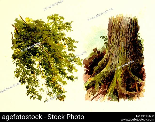 Trees of America. Ancient historical illustration