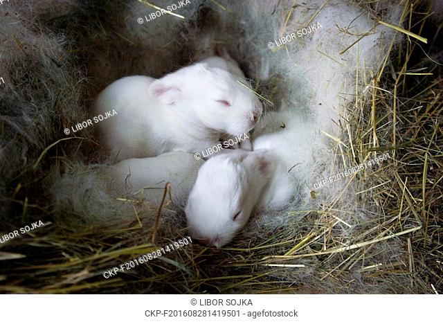 New Zealand White, albino domestic rabbit, eleven days old newborn litter in nest, straw bedding in hutch, on August 28, 2016. (CTK Photo/Libor Sojka)