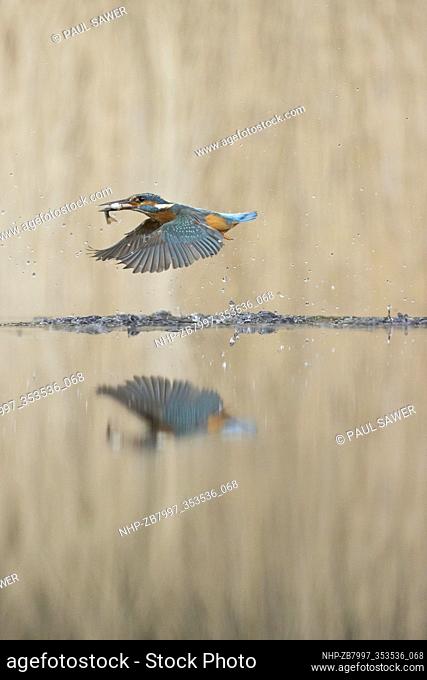Common Kingfisher (Alcedo atthis) adult male flying, emerging from dive with Common Rudd (Scardinius erythropthalamus) prey in beak, Suffolk, England, May