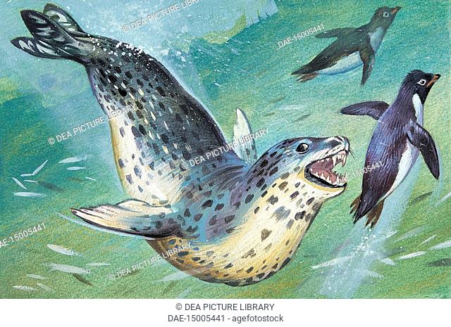 Zoology: Mammals - Pinnipeda - Leopard Seal (Hydrurga leptonyx). Art work
