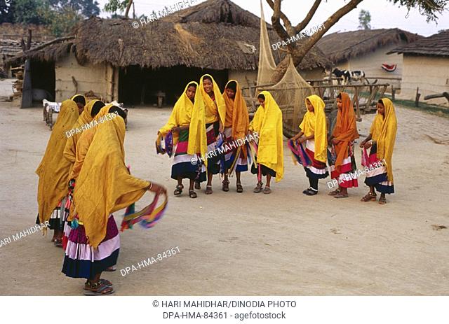 Tharu Tribal dance , holi celebration , dudwa , uttar pradesh , India