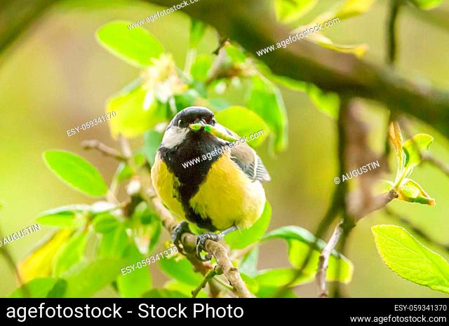 Great tit sits in front of the nest with a green caterpilla