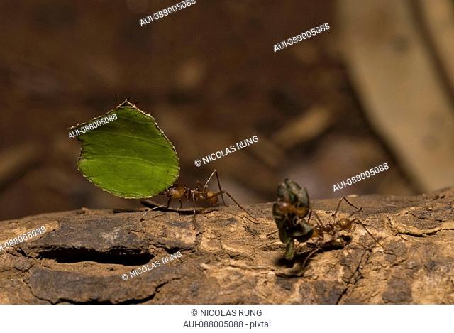 Leaf-cutter ants - Tortuguero