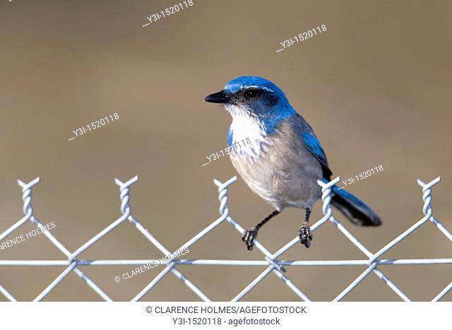 Western Scrub-Jay Aphelocoma californica perching on a fence in Santee, California, USA