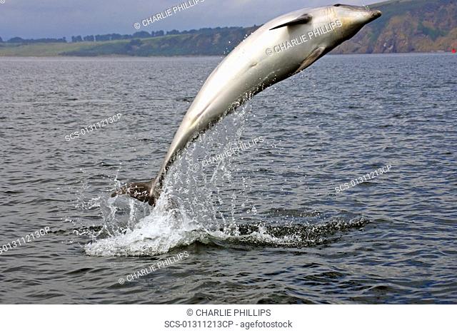 A young Bottlenose Dolphin Tursiops truncatus breaching from the water of the Moray Firth, Scotland