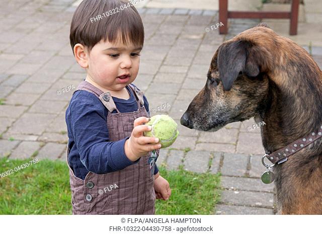 Domestic Dog, Lurcher, adult, playing with toddler holding ball, England, April
