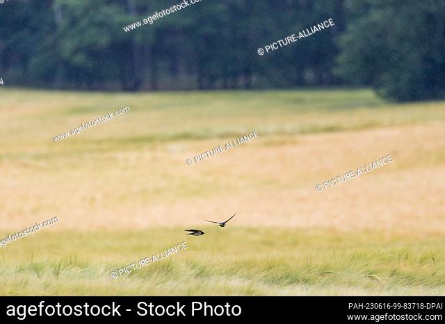 16 June 2023, Brandenburg, Leuthen: Two barn swallows fly over a corn field. Photo: Frank Hammerschmidt/dpa. - Leuthen/Brandenburg/Germany