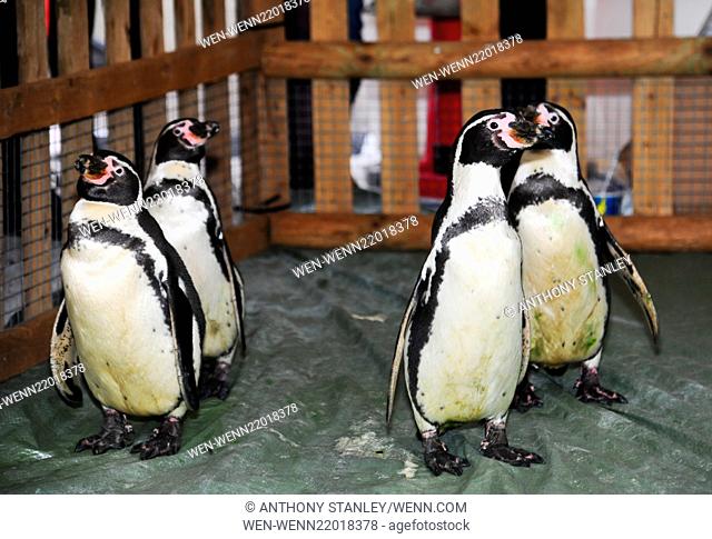 A group of Humboldt Penguins make a visit to Touchwood shopping centre in Solihull. More than 2, 000 people queued to see the penguins in the Ice Bar - some for...