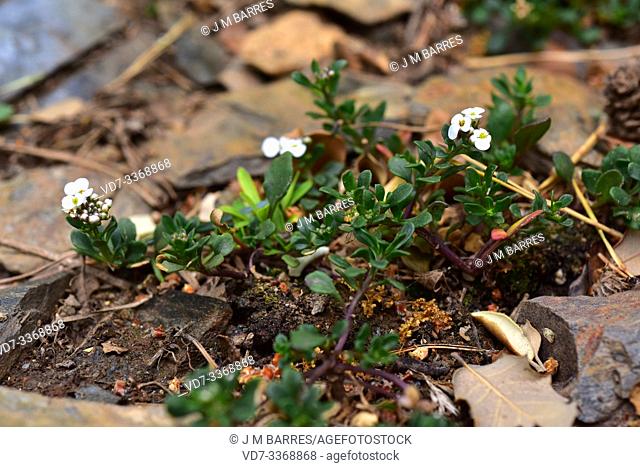 Carraspique de Sierra Nevada (Iberis carnosa embergeri) is perennial herb endemic to Sierra Nevada. This photo was taken in Sierra Nevada National Park