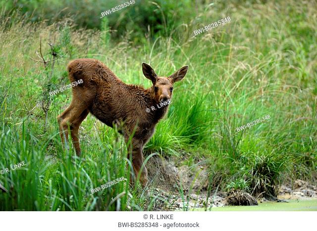 elk, European moose (Alces alces alces), calve at a drinking place