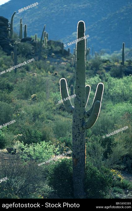 Saguaro (Carnegiea gigantea) Cacti, Arizona, USA (Cereus giganteus)