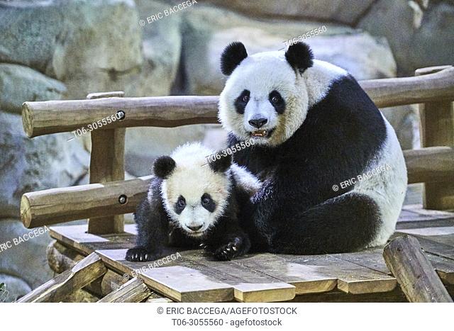 Giant panda female Huan Huan playing with her cub (Ailuropoda melanoleuca). Yuan Meng, first giant panda ever born in France, is now 8 months old