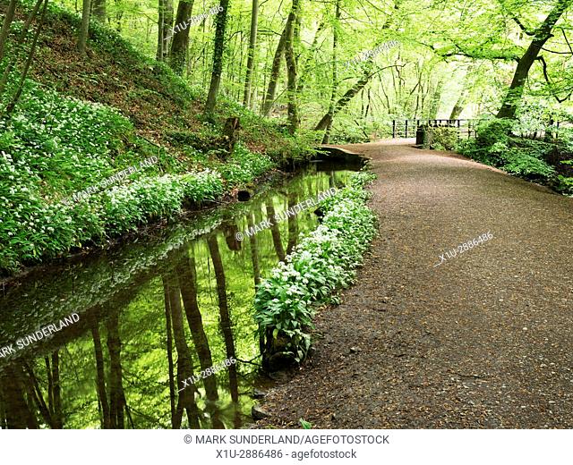 Reflections in Skipton Castle Woods in Spring, Skipton, North Yorkshire, England