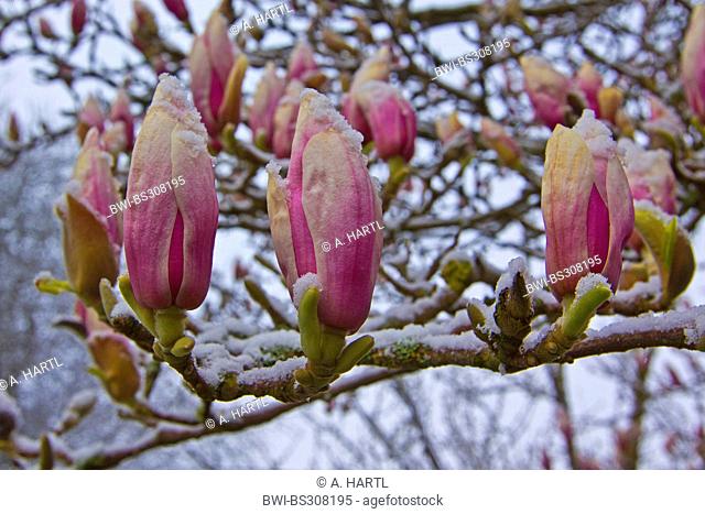 saucer magnolia (Magnolia x soulangiana, Magnolia soulangiana, Magnolia x soulangeana, Magnolia soulangeana), flowers with snow, Germany, Bavaria