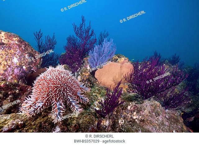 crown-of-thorns starfish (Acanthaster planci), Crown-of-Thorns Starfish on Coral Reef, Mexico, Baja California, Cabo Pulmo National Park