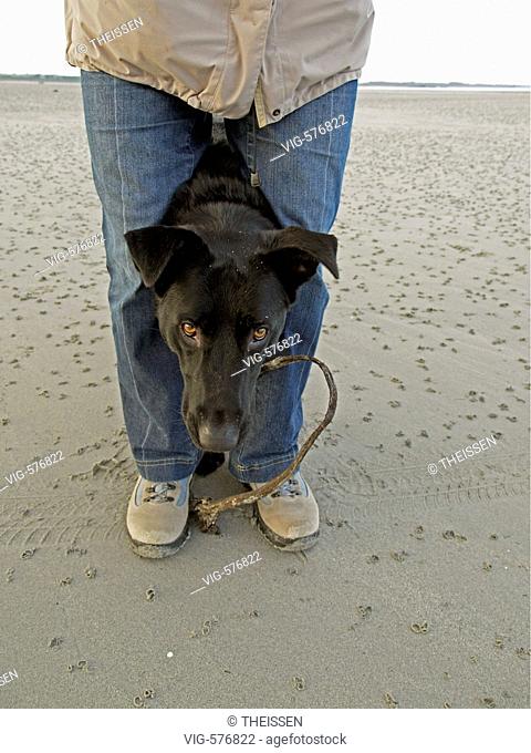 woman playing with a black dog on beach, dog putting the head between the legs of dog owner. - 02/11/2006