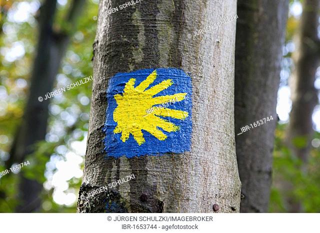 Sign for the Way of St. James on a tree, Cologne, North Rhine-Westphalia, Germany, Europe
