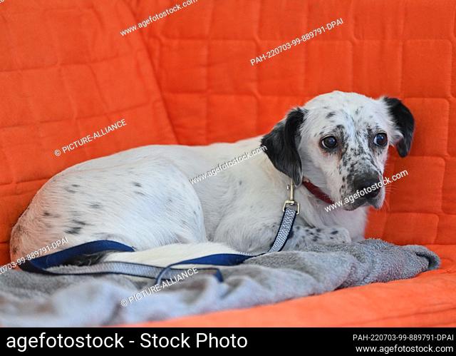 27 June 2022, Brandenburg, Neutrebbin: In the corner on a sofa lies the fearful dog ""Pünkti Anton"" on the Angsthundehof in the Oderbruch of dog trainer Antje...