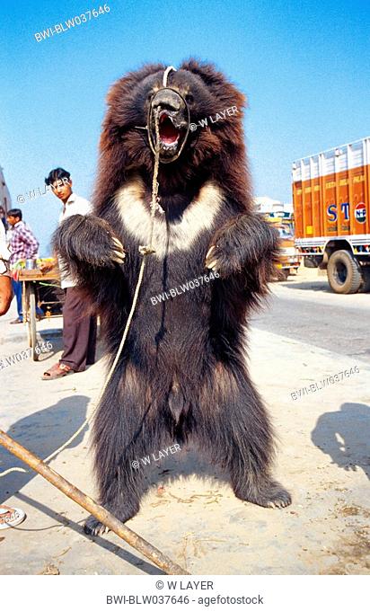 sloth bear Melursus ursinus, Ursus ursinus, collared dancing bear, India