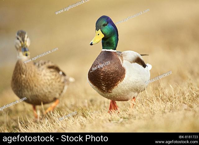 Wild duck (Anas platyrhynchos) male, on a meadow, Bavaria, Germany, Europe